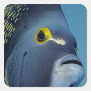 Pegatina Cuadrada Islas Caimán, Pez ángel francés Pomacanthus