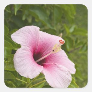 Pegatina Cuadrada Islas Cook, Atiu. Flor hibiscus.
