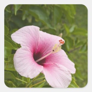 Pegatina Cuadrada Islas Cook, Atiu. Flor hibiscus.
