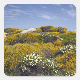 Pegatina Cuadrada Italia, Cerdeña, Santa Teresa Gallura. Capo 3