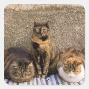 Pegatina Cuadrada Italia, Cinque Terre, Vernazza. Tres gatos