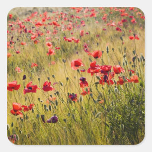 Pegatina Cuadrada Italia, Toscana, Amapolas en campo de trigo primav