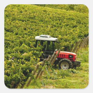 Pegatina Cuadrada Italia, Toscana, Greve. Pickers trabajando durante