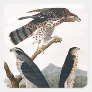 Pegatina Cuadrada J.J. Audubon (Goshawk, Stanley Hawk) (1829)