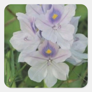 Pegatina Cuadrada Jacinto de Agua en Flor - Flor Acuática Tropical