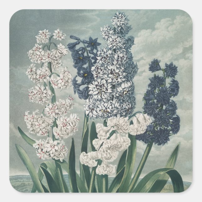 Pegatina Cuadrada Jacintos (1807) – Exquisita Botánica Botánica Vint (Anverso)