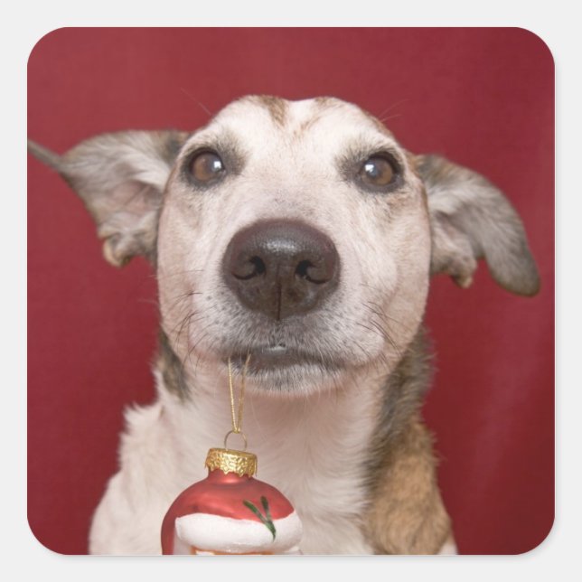 Pegatina Cuadrada Jack Russell Terrier celebrando el ornamento de Na (Anverso)