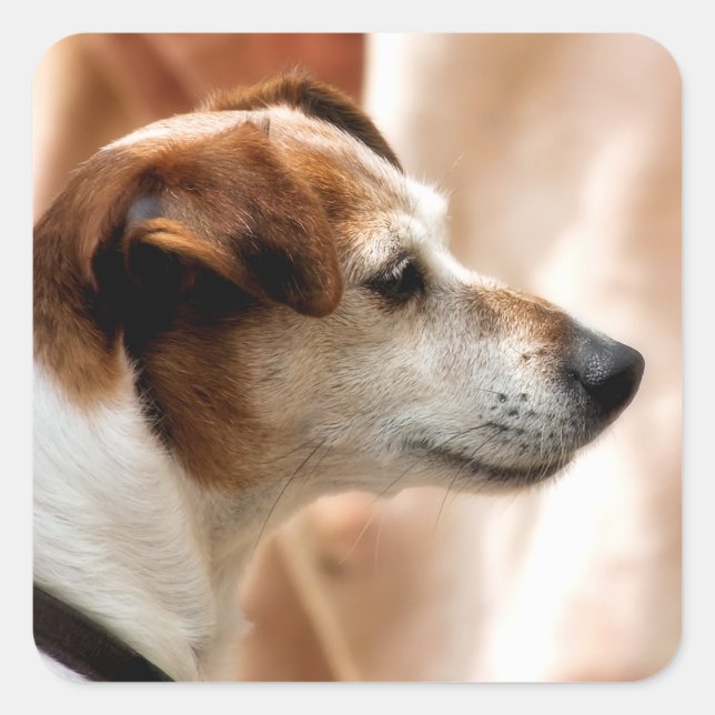 PEGATINA CUADRADA JACK RUSSELL TERRIER DOG (Anverso)