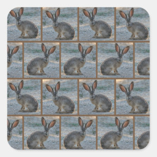 Pegatina Cuadrada Jackrabbit atado negro
