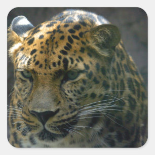 Pegatina Cuadrada Jaguar