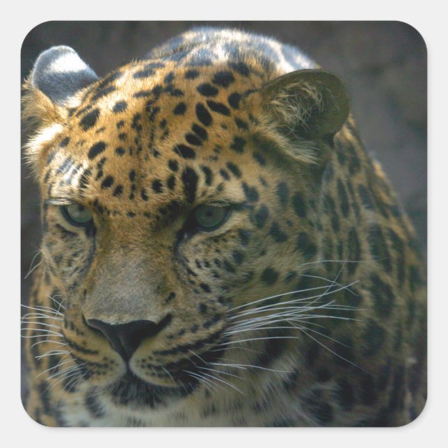 Pegatina Cuadrada Jaguar (Anverso)