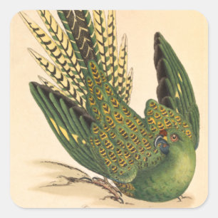 Pegatina Cuadrada James Sowerby Ground Parrot, Psittacus terrestres
