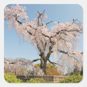 Pegatina Cuadrada Japón, Kyoto. Cerezo llorón bajo cielo azul