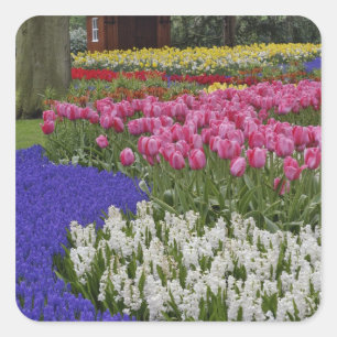 Pegatina Cuadrada Jardín de jacintos de uva, jacintos y tulipanes,