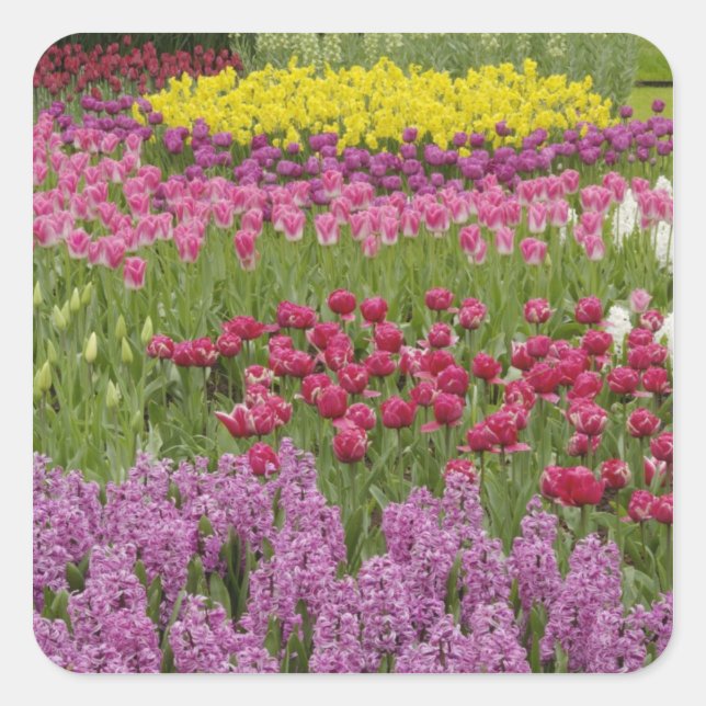 Pegatina Cuadrada Jardín de tulipanes, daffodils e jacinto (Anverso)