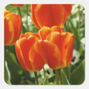 Pegatina Cuadrada Jardín de Tulipanes de Primavera