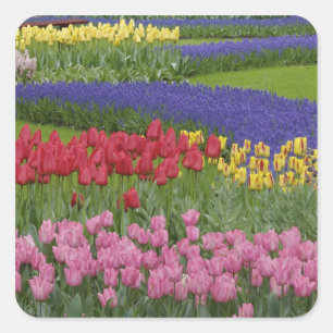 Pegatina Cuadrada Jardín de tulipanes, jacintos de uva y