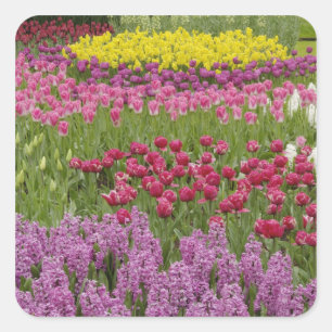 Pegatina Cuadrada Jardín de tulipanes, narcisos e jacinto