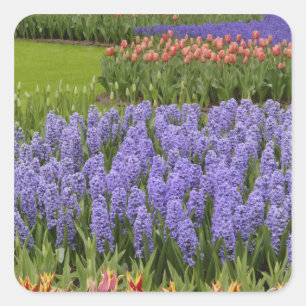 Pegatina Cuadrada Jardín de Tulipanes y Jacintos, Jardines Keukenhof