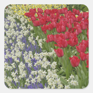 Pegatina Cuadrada Jardín de tulipanes y narcisos, Jardines Keukenhof