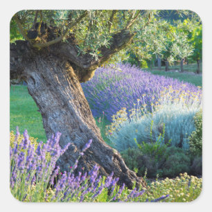Pegatina Cuadrada Jardín escénico con flores, Francia