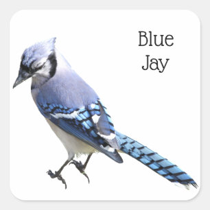 Pegatina Cuadrada Jay azul