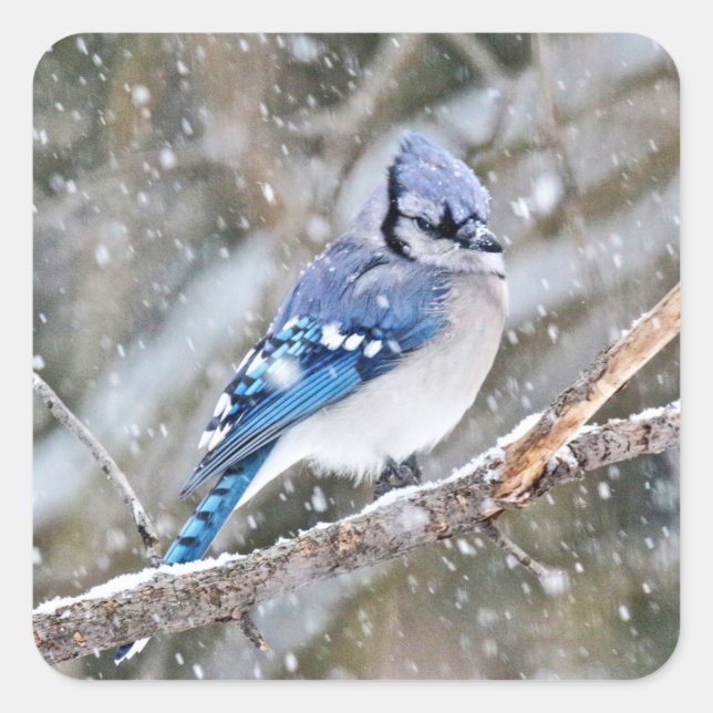 Pegatina Cuadrada Jay azul en una tormenta de nieve (Anverso)