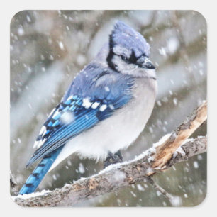 Pegatina Cuadrada Jay azul en una tormenta de nieve