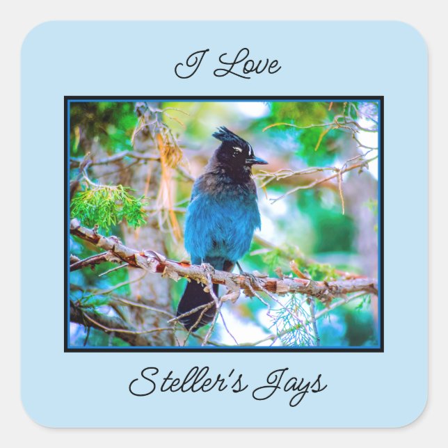 Pegatina Cuadrada Jay de Steller - Fotografía original (Anverso)