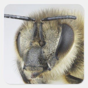 Pegatina Cuadrada Jefe de abeja de miel
