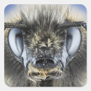 Pegatina Cuadrada Jefe de abejorro