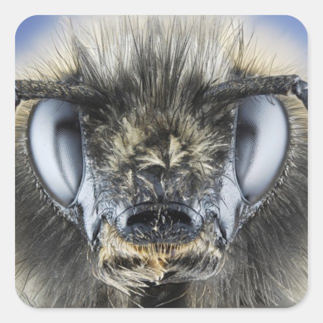 Pegatina Cuadrada Jefe de abejorro (Anverso)