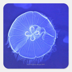 Pegatina Cuadrada Jellyfish