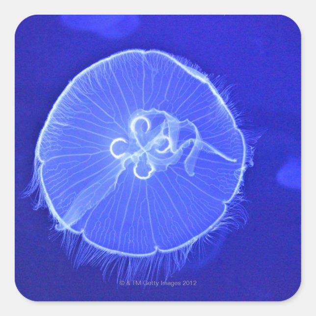 Pegatina Cuadrada Jellyfish (Anverso)