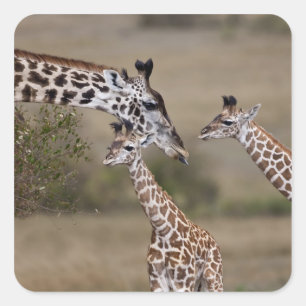 Pegatina Cuadrada Jirafa Masái (Giraffa tippelskirchi)