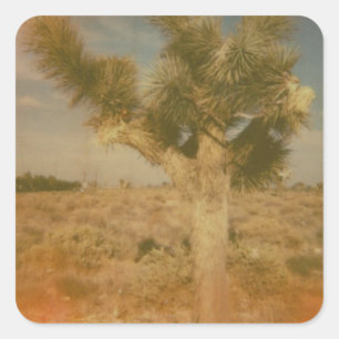 Pegatina Cuadrada Joshua Tree Decorada