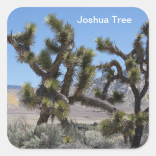 Pegatina Cuadrada Joshua Tree en California