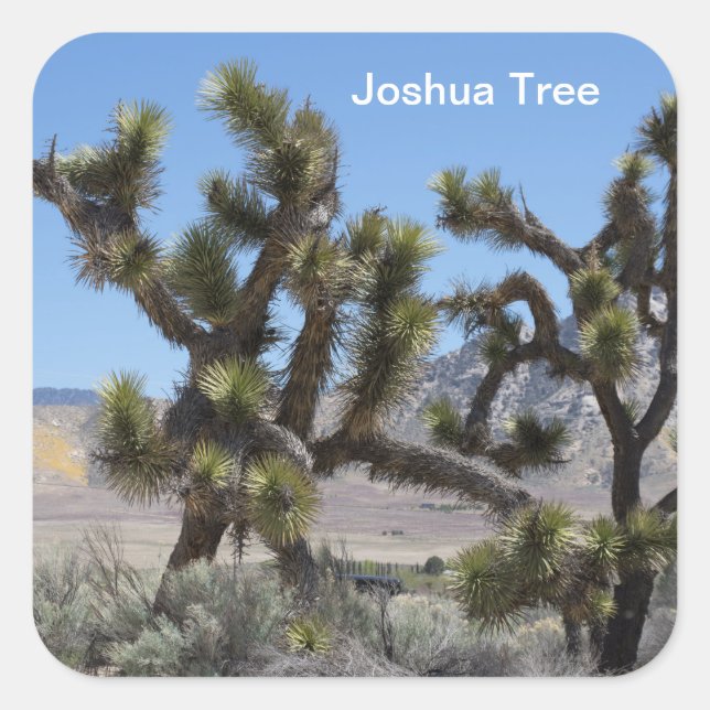 Pegatina Cuadrada Joshua Tree en California (Anverso)
