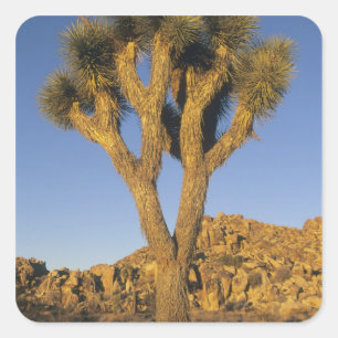 Pegatina Cuadrada Joshua Tree, Yucca brevifolia) y granito