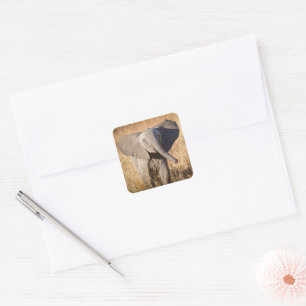 Pegatina Cuadrada Joven elefante de sabana