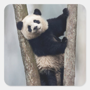 Pegatina Cuadrada Joven panda subiendo un árbol, China