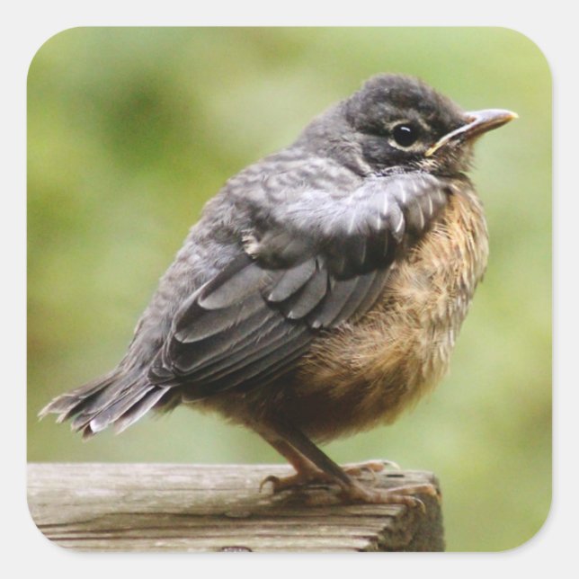 Pegatina Cuadrada Joven Robin (Anverso)