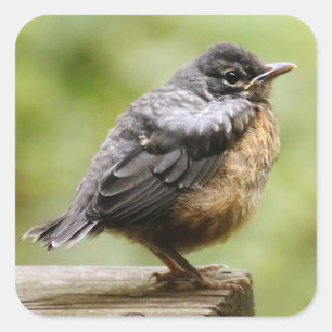 Pegatina Cuadrada Joven Robin