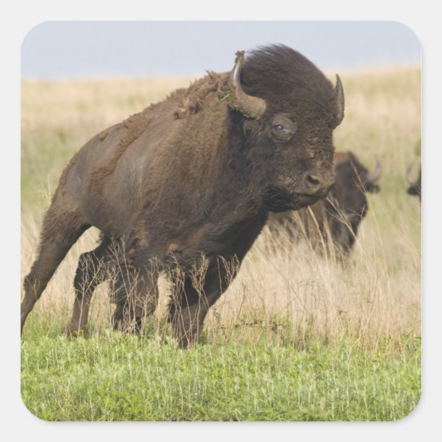 Pegatina Cuadrada Joven toro de bisonte fogoso en Tallgrass (Anverso)