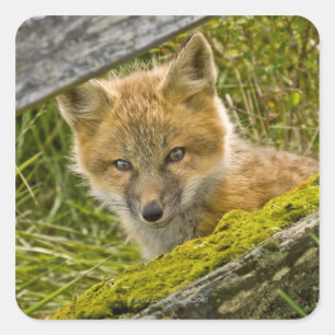 Pegatina Cuadrada Joven zorro rojo mirando a través de la cerca en S