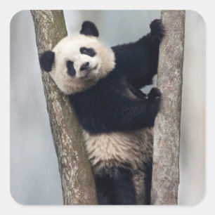 Pegatina Cuadrada Jóvenes pandas trepando un árbol, China