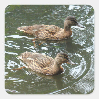 Pegatina Cuadrada Jóvenes Patos Mallard