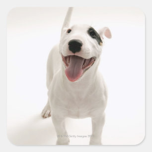 Pegatina Cuadrada Joyful Bull terrier