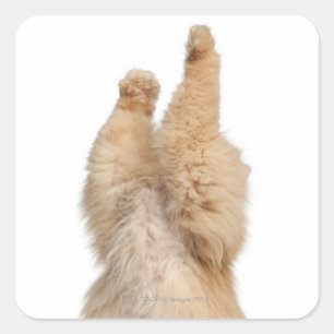 Pegatina Cuadrada Jugando en persa (3 años)