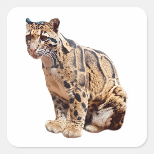 Pegatina Cuadrada jungla de fotografía de leopardo nublado animal ga
